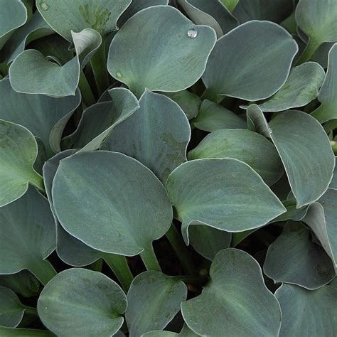 Hosta Blue Mouse Ears In 1 Gallon Pot Fraser Valley Rose Farm