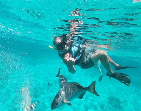 all inclusive dolphin swim and marine park snorkel czm shore excursions
