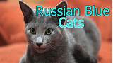 Silver Cat Breed Pictures