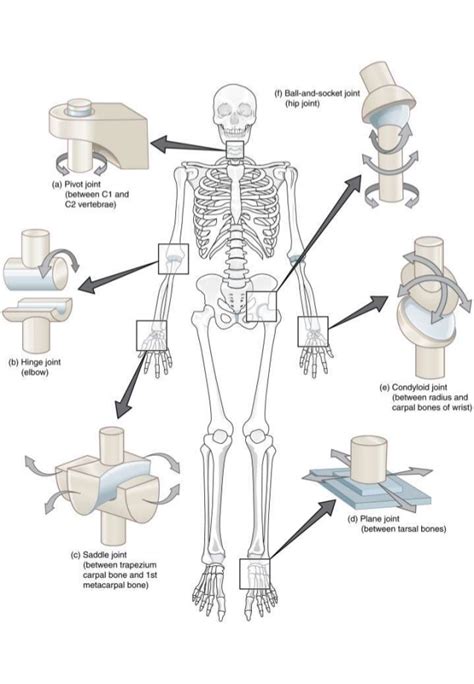 How to teach human body using this label skeletal system worksheet, studentslabel parts of the skeleton in order to identify major bones in the body. Types of joint worksheet