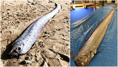 Is Doomsday Arriving Sightings Of Rare Oarfish In Japan Raises Fear Of
