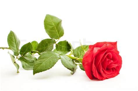 Red Rose Isolated On White Stock Image Colourbox