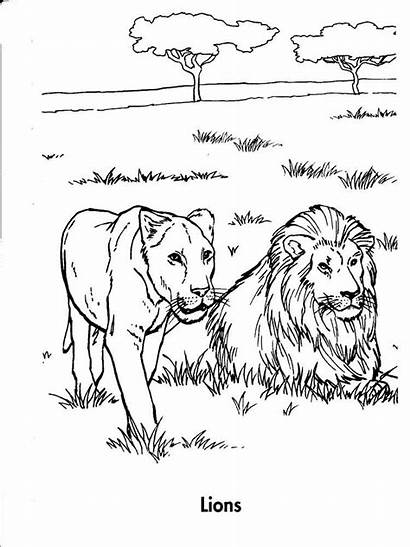 Lion Coloring Pages Animals Printable