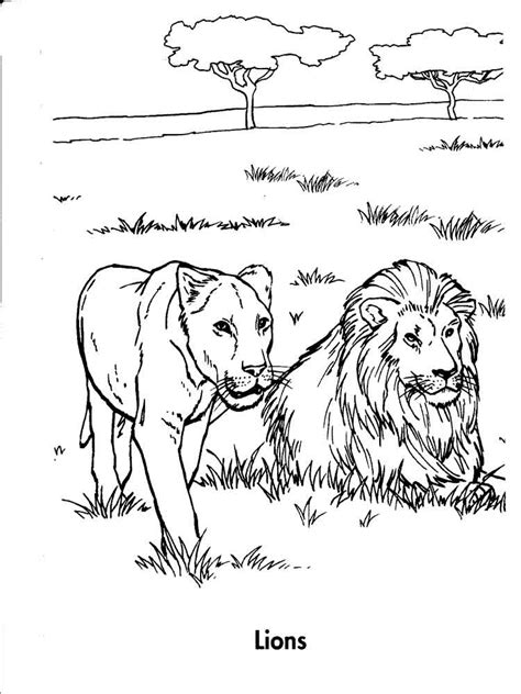 Lionesses without the mane look less ferocious but beautiful on the prowl. Lion coloring pages. Download and print lion coloring pages