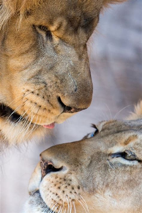 Lion Lioness Love 640x960 Wallpaper