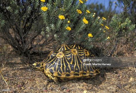 Endangered And Fynbos Endemic Geometric Tortoise Psammobates