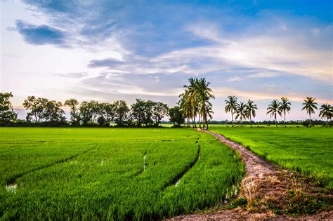 Rice Field Wallpapers Top Free Rice Field Backgrounds Wallpaperaccess