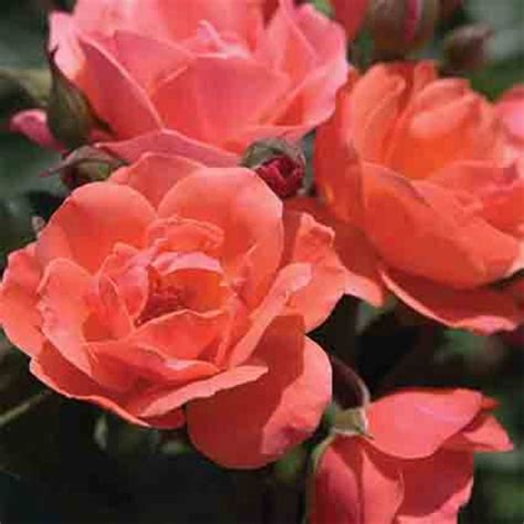 Coral Knockout Shrub Rose Shrub Roses Edmunds Roses