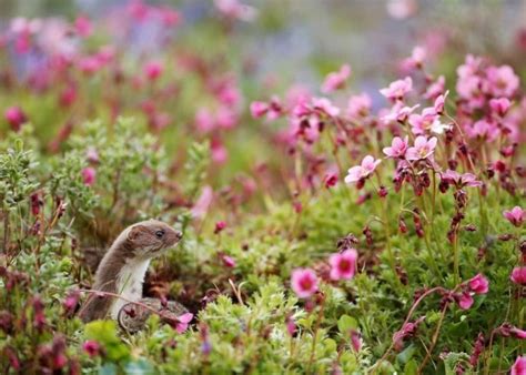 Nice 30 Captivating Spring Nature Scenery British Wildlife Wildlife