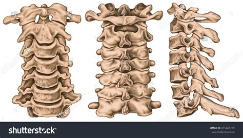 Stock Ilustrace „cervical Spine Structure Vertebral Bones Cervical