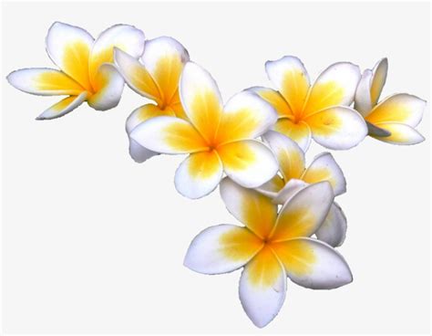 Flower Tropical Freetoedit Tropical Flower Stickers Png Clip Art Library