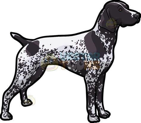 Clipart German Shorthaired Pointer Drawing
