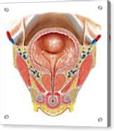 Urinary Bladder And Urethra By Asklepios Medical Atlas
