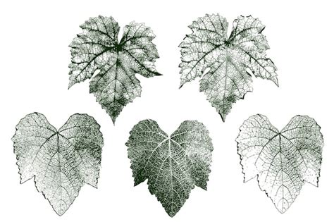 Premium Vector Set Of Grape Vector Leaves With Details