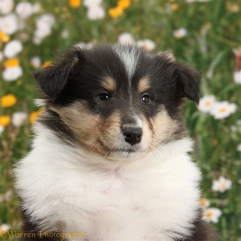 Tricolour Rough Collie Dog Puppy 7 Weeks Old Photo Rough Collie