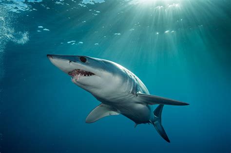 6 Amazing Sharks Youve Never Heard Of