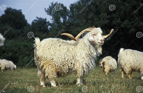 Angora Goat Breed Producing The Mohair Wool Stock Photo Image Of