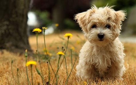 Cute Puppies Hd Wallpapers