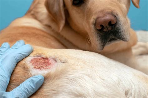 The Most Common Dog Skin Conditions The Dogington Post