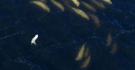 Moment Desperate Polar Bear Dives After Pod Of Whales In Bid To Beat
