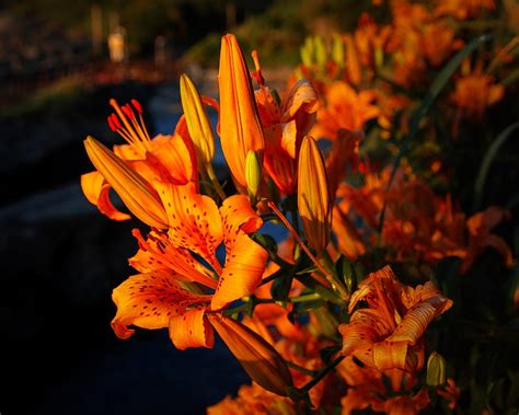 Bunga Lily Kedalaman Lapangan Bunga Bunga Jeruk Sinar Matahari