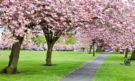 Care For Your Cherry Blossom Tree Tree Surgeon Jj And