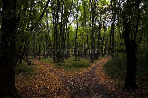 Autumn Forest With Two Paths Stock Photo Image Of Grass Landscape