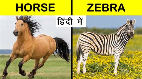 Horse Vs Zebra Comparison In Hindi Zebra Vs Horse Shorts Short