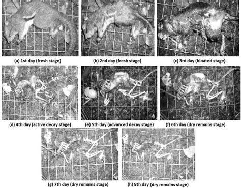 Decomposition Stages Of Plantain Squirrel Callosciurus Notatus Carcass
