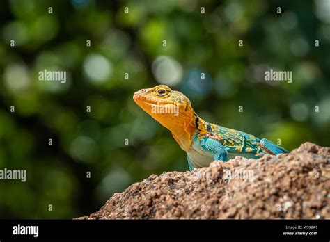 A Colorful Male Collared Lizard Crotaphytus Collaris Or Mountain