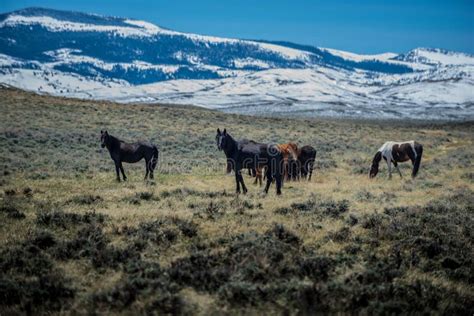 Wild Mustangs Horse Wyoming Stock Photo Image Of West Nature 72476436