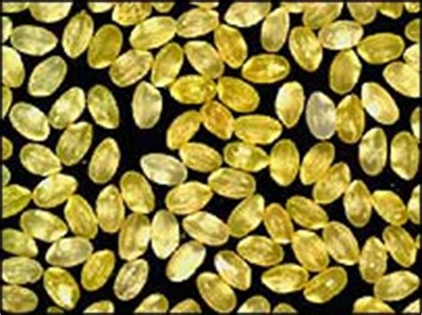 The industry that promotes genetically modified (gm) food is built on empty promises, but very real dangers. BBC NEWS | Science/Nature | GM 'golden rice' boosts vitamin A