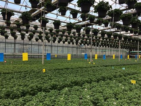 Thrips Control Making The Case For Mass Trapping Greenhouse Canada