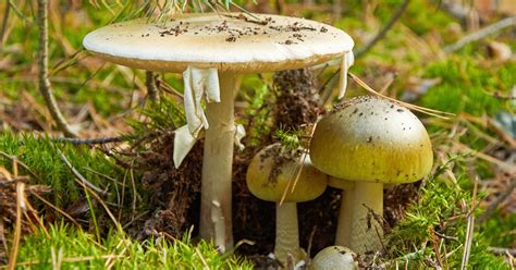 Death Cap Wild Mushrooms Poison 14 In California