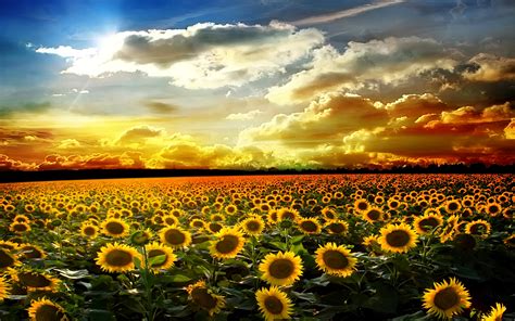 Fields Sunflowers Sky Sunrises And Sunsets Clouds Nature