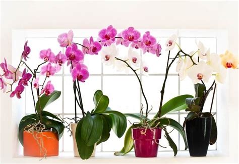 Types Of Orchids With Pictures How To Care For Them