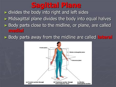 Body Planes And Directional Terms