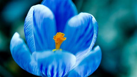 Wallpaper Blue Flower Macro Photography Petals 2560x1600 Hd Picture Image