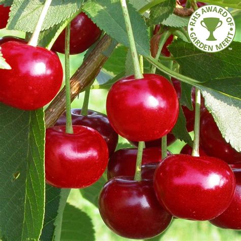 Morello Cherry Tree Cooking Cherry Trees For Sale