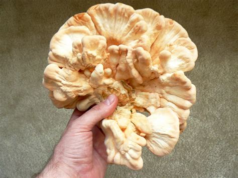 Mushroomer Chicken Of The Woods