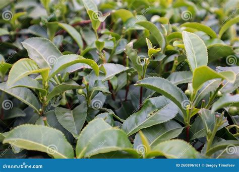 Rows Of Green Tea Bushes In A Mountain Plantation Autumn View Stock