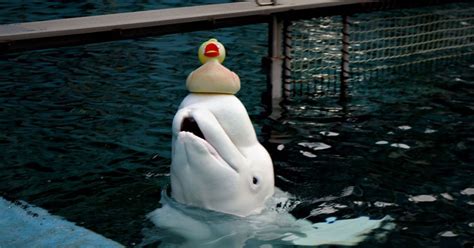 6 Must See Us Aquariums With Beluga Whales Scenic States