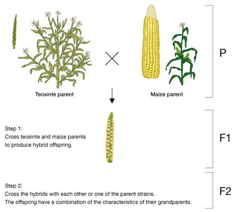 Evolution Of Corn