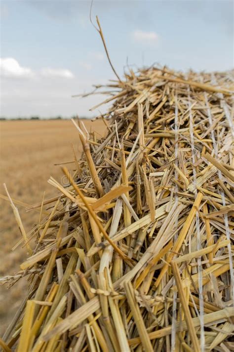 Field After Harvest Hay Dry Grass Stock Image Image Of Focus