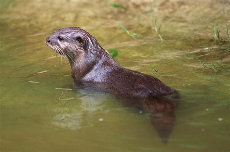 sea otters and river otters vancouver island news events travel accommodation adventure