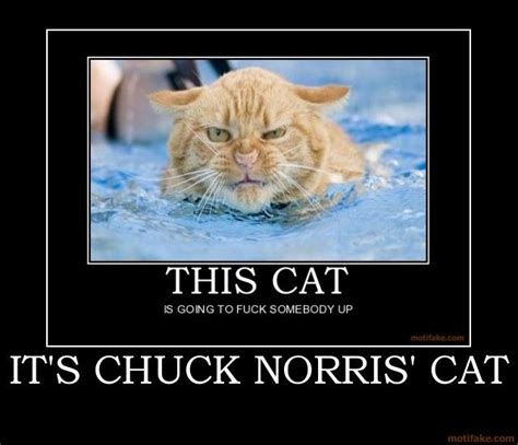 Watch Out Chuck Norris Norris Cats