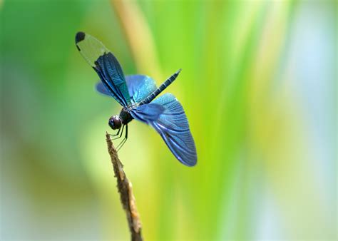 Dragonfly Hd Wallpapers