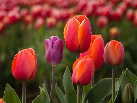Tulipan Origen Historia Significado Usos Cuidados Y Mas Sexiezpicz