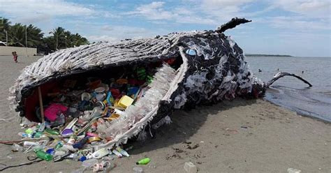 Was Plastik Anrichtet Toter Wal Vor Spanischer Küste Hatte Fast 30