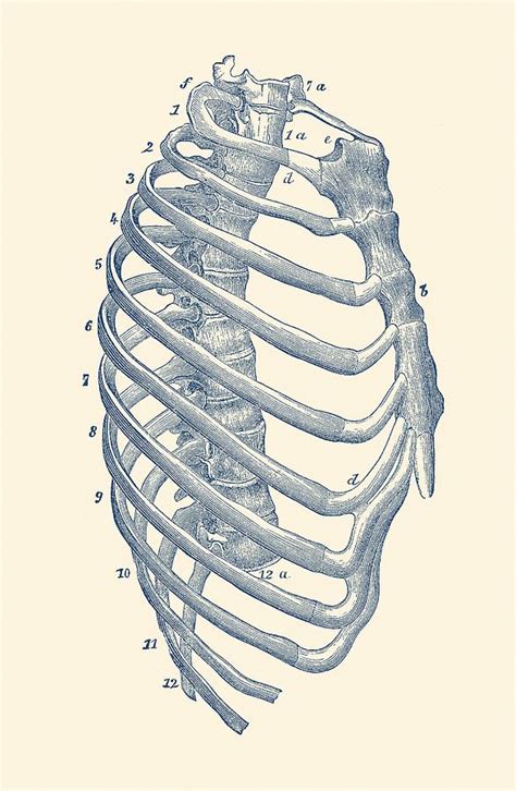 Rib Cage Diagram Vintage Anatomy Print Drawing By Vintage Anatomy Prints Pixels Merch